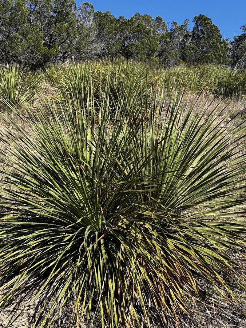 Texas Sotol photo 3