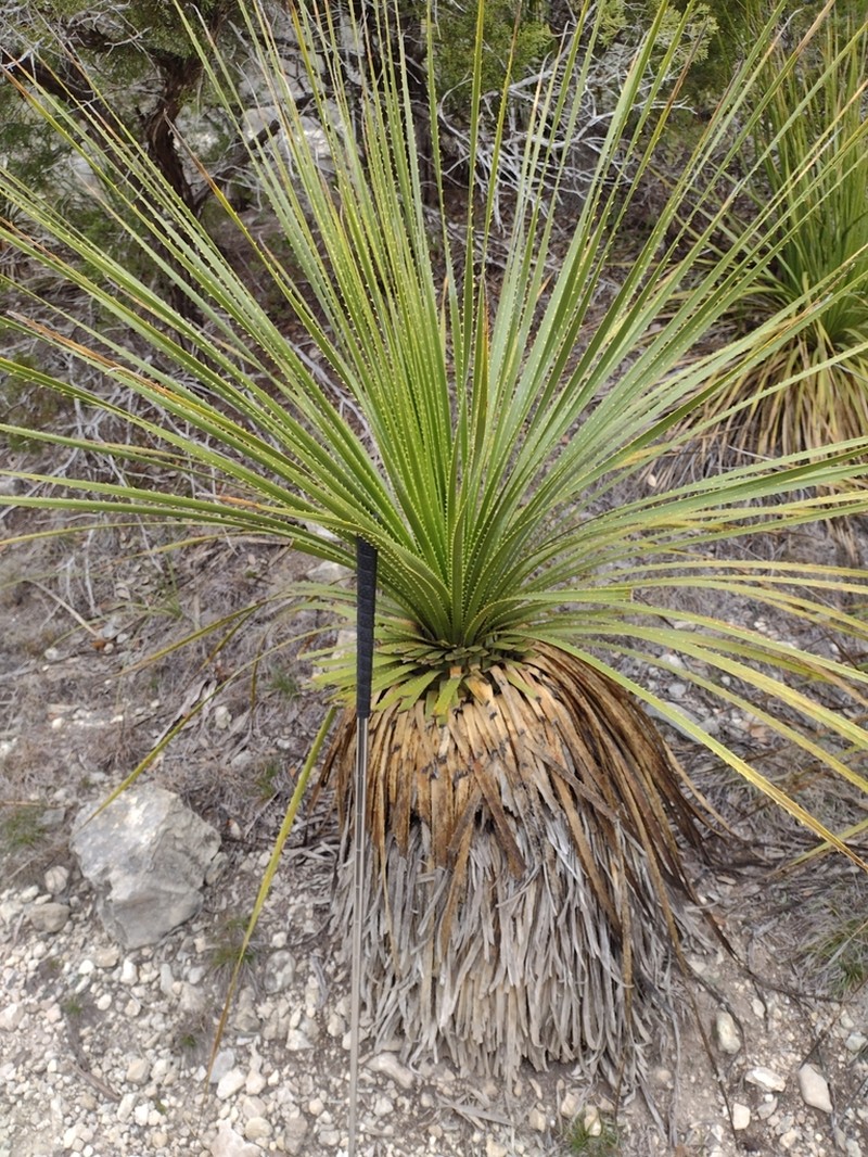 Texas Sotol photo 4