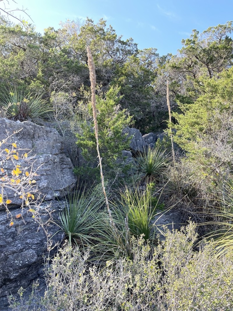 Texas Sotol photo 5