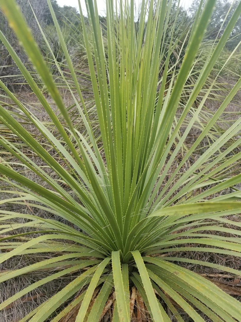 Texas Sotol photo 6