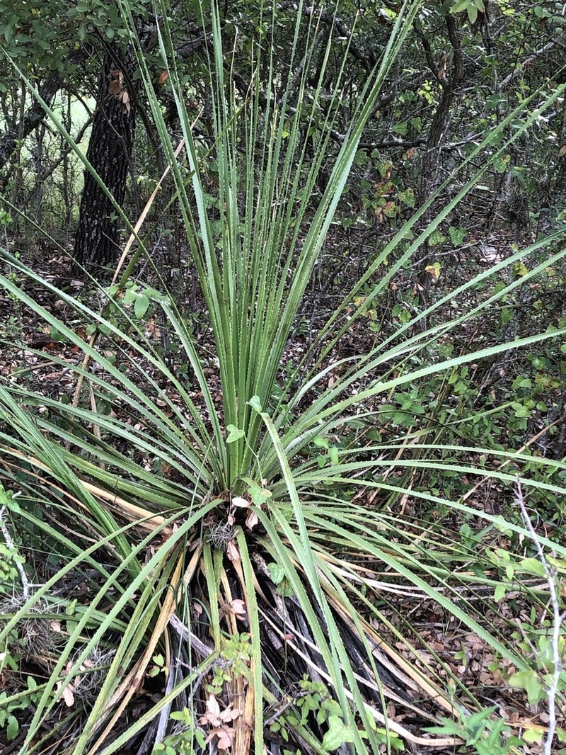 Texas Sotol photo 7