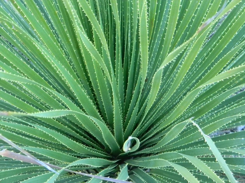 Texas Sotol photo 8