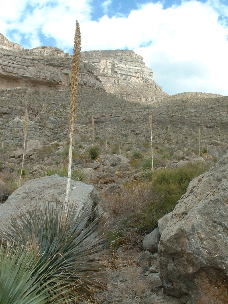 Common Sotol
