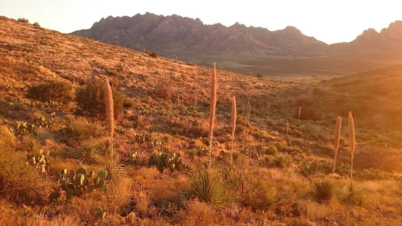Common Sotol photo 2