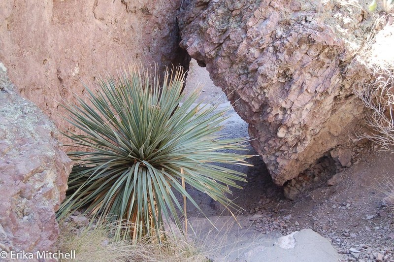 Common Sotol photo 3