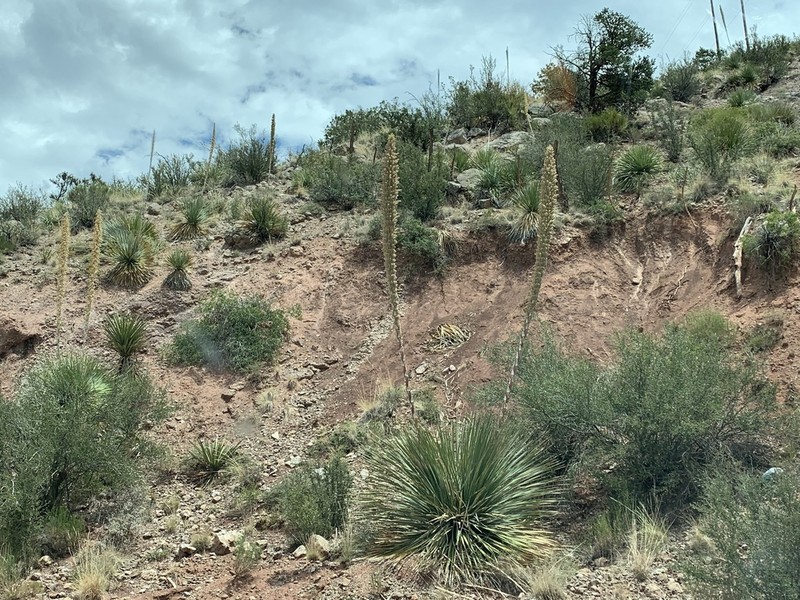Common Sotol photo 4