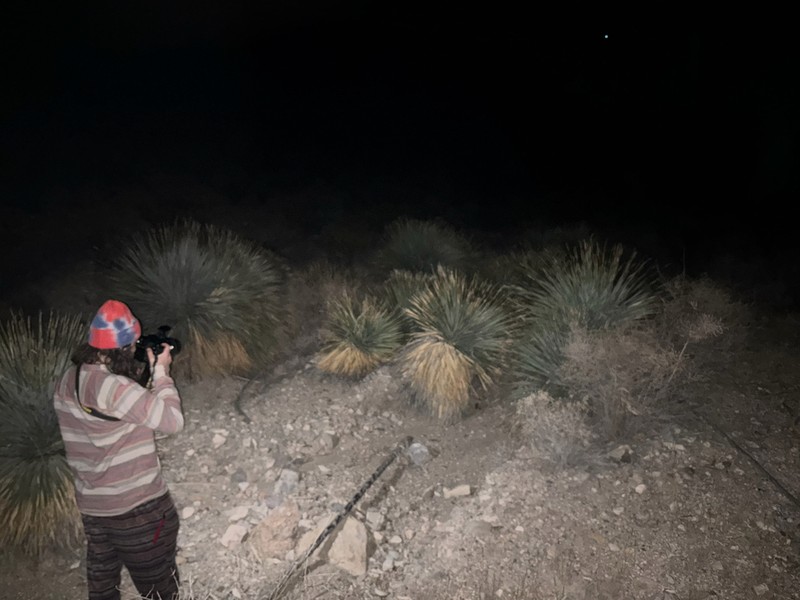 Common Sotol photo 5