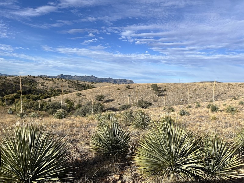 Common Sotol photo 6