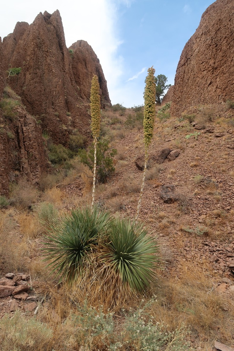 Common Sotol photo 7