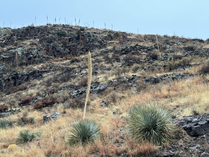 Common Sotol photo 8
