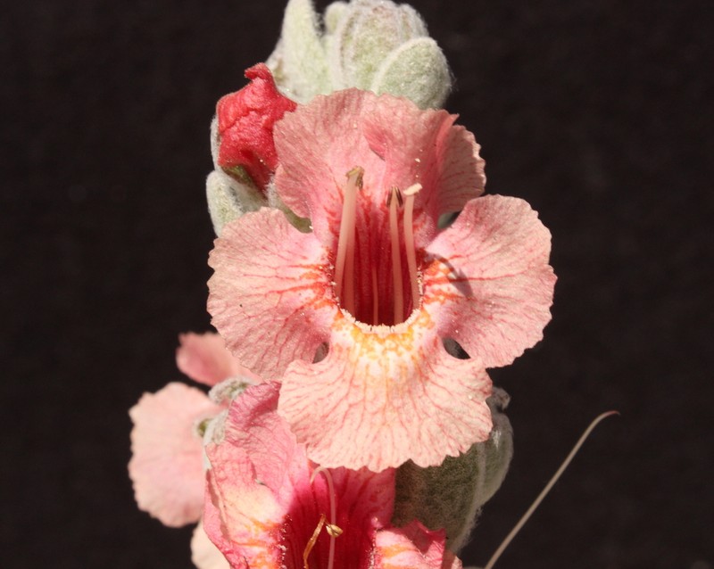 Dasymalla axillaris photo 2