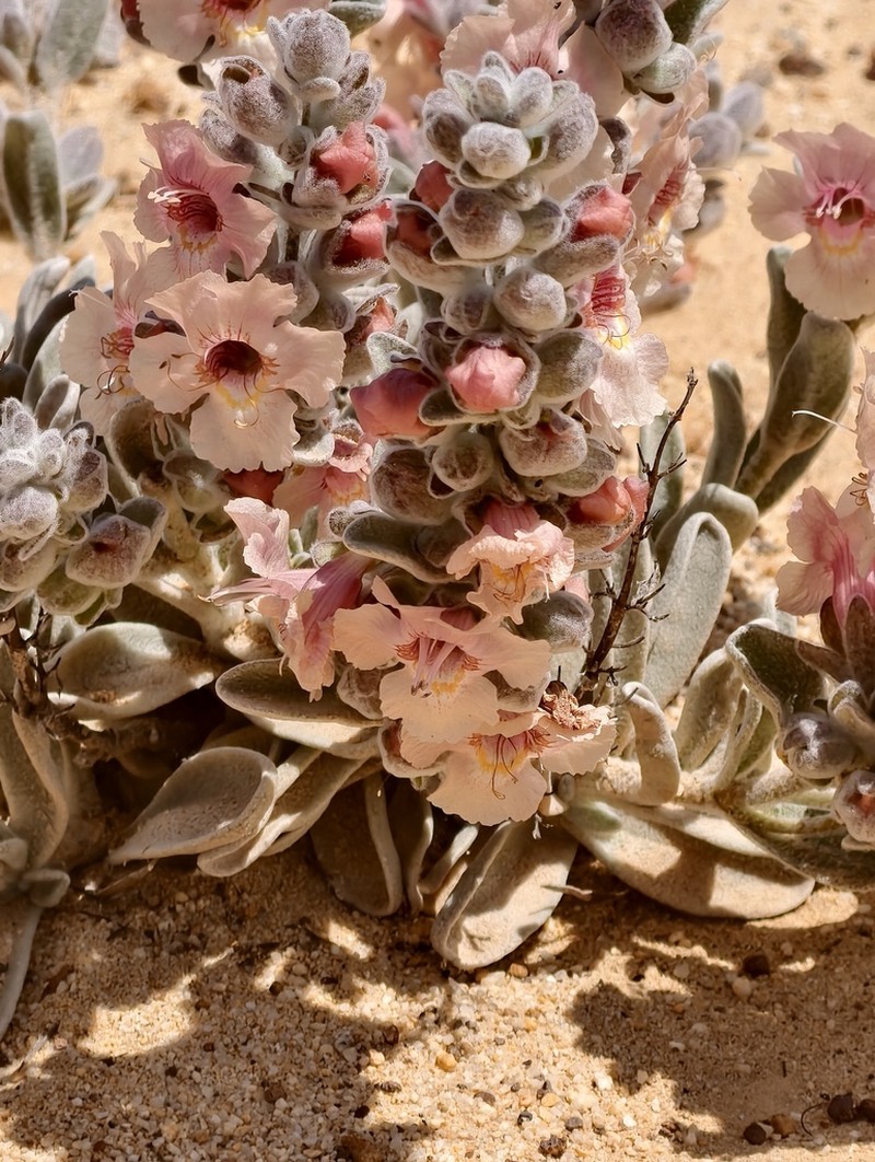 Dasymalla axillaris photo 3