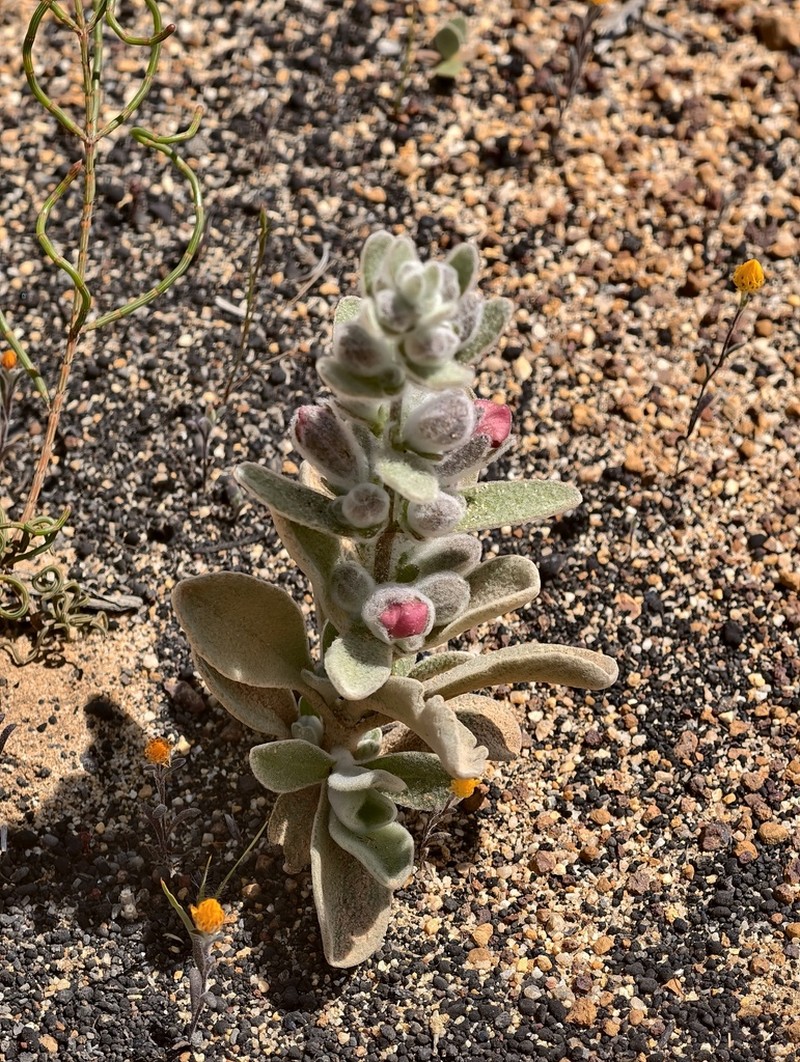 Dasymalla axillaris photo 4
