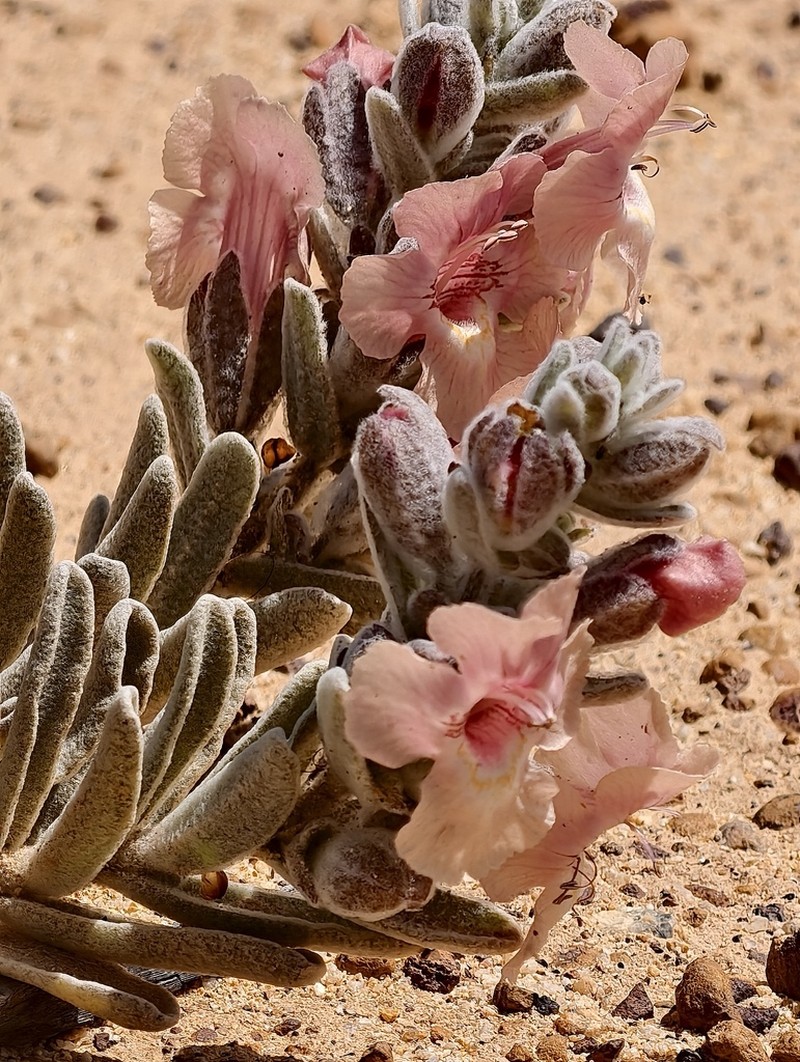 Dasymalla axillaris photo 5