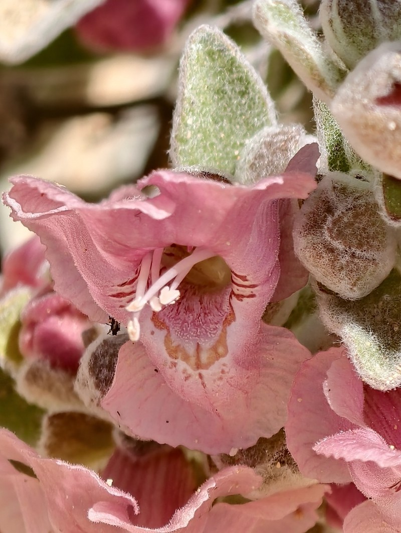 Dasymalla axillaris photo 6
