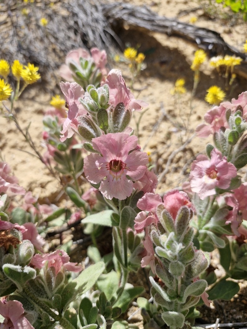 Dasymalla axillaris photo 7