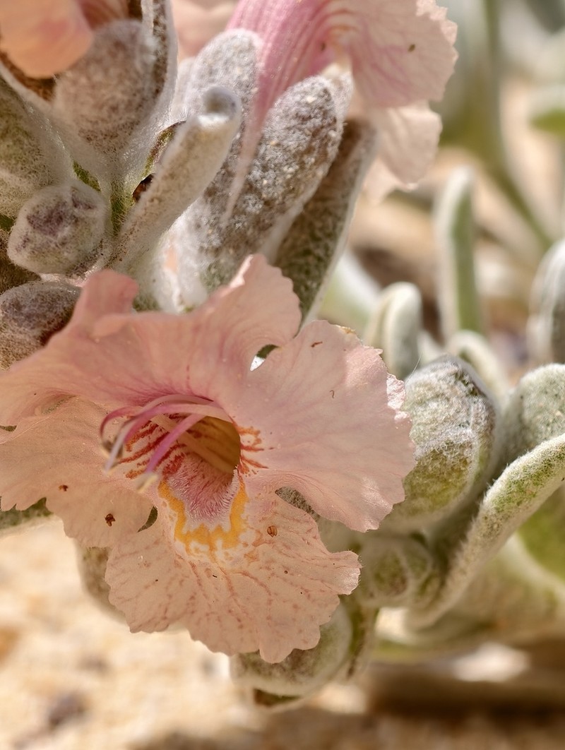 Dasymalla axillaris photo 8