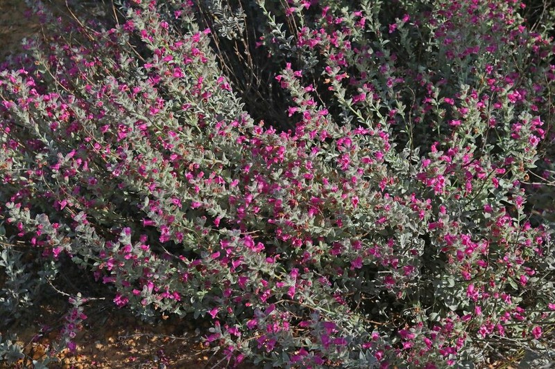 Dasymalla terminalis photo 3