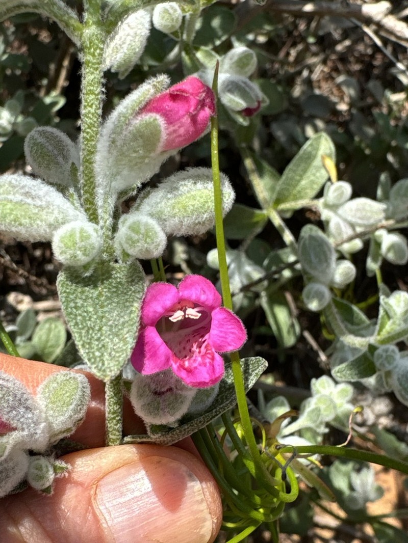 Dasymalla terminalis photo 4