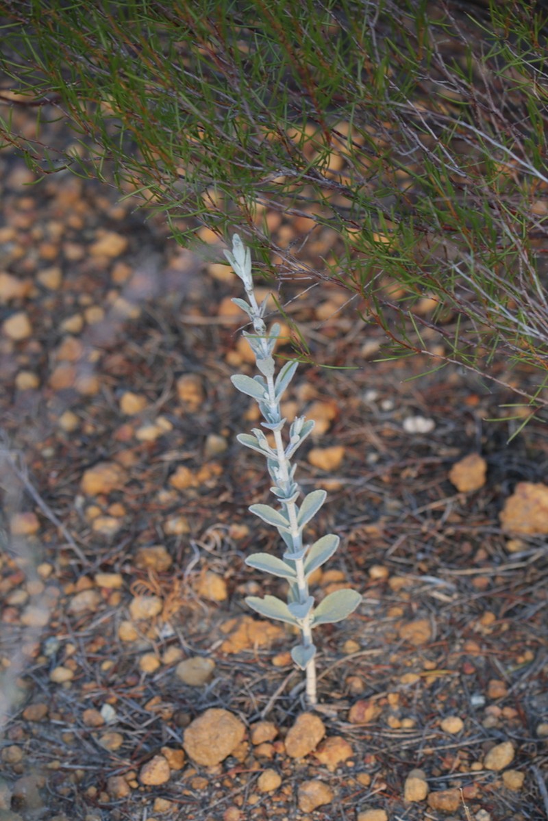 Dasymalla terminalis photo 5