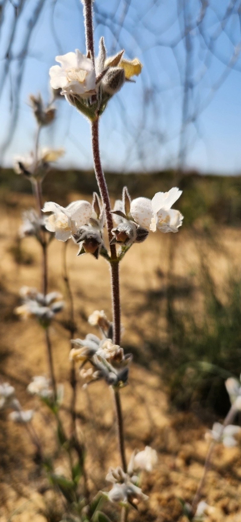 Dasymalla terminalis photo 6