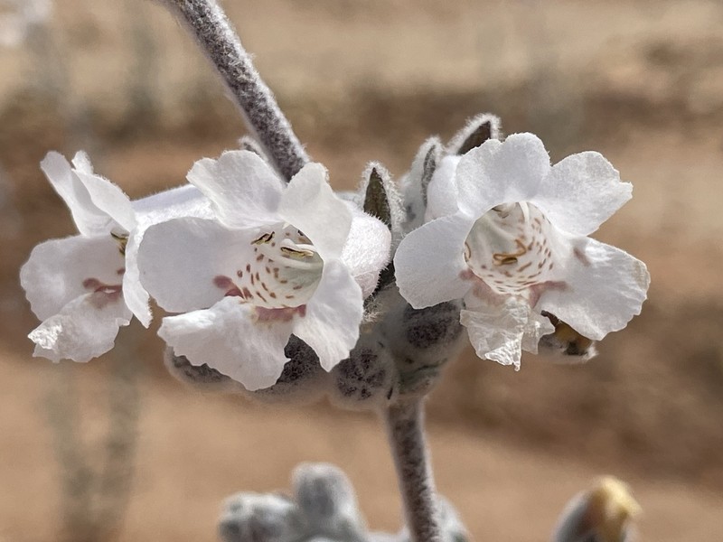 Dasymalla terminalis photo 7