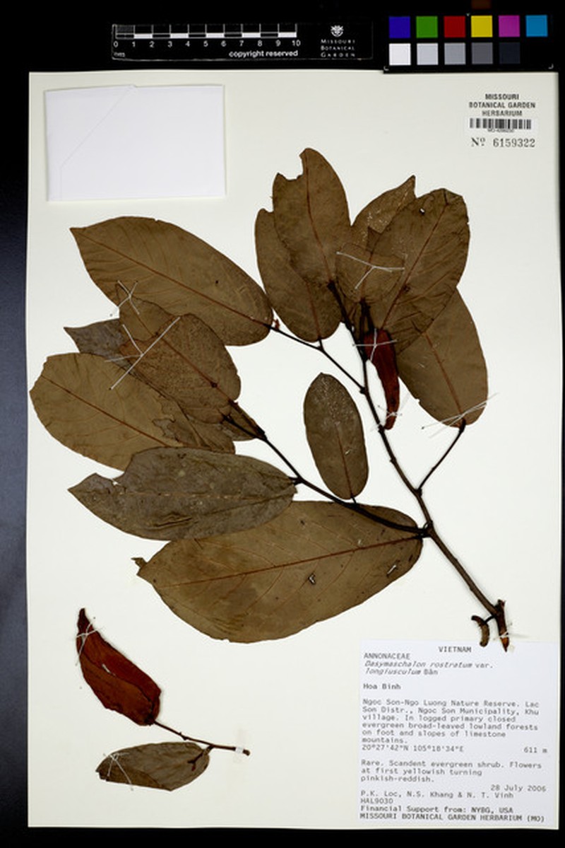 Dasymaschalon longiusculum