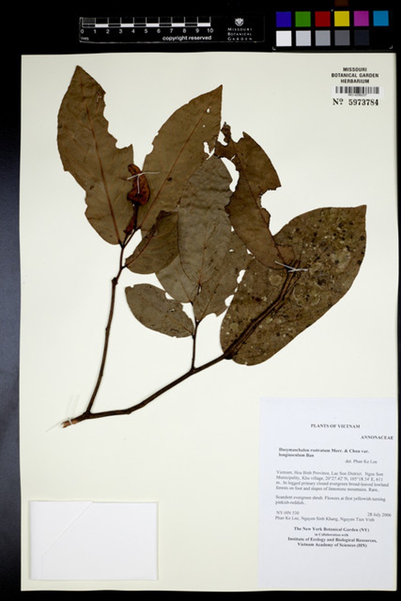Dasymaschalon longiusculum photo 2