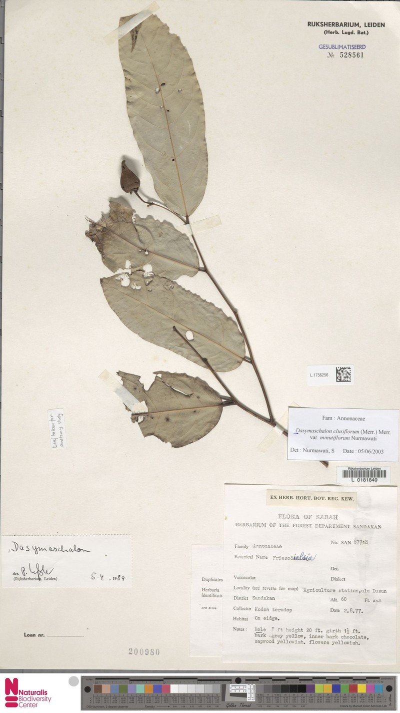 Dasymaschalon minutiflorum