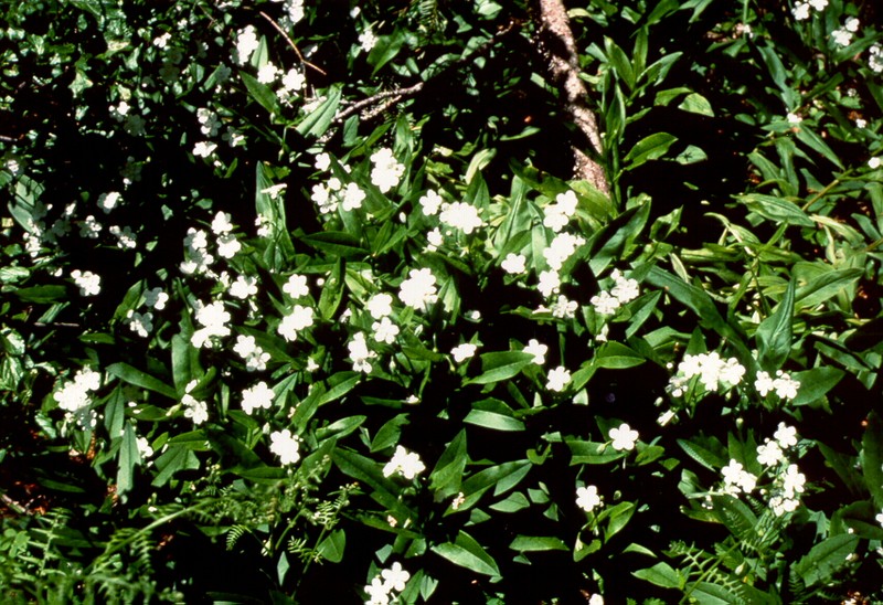 Rocky Mountain Whitethroat