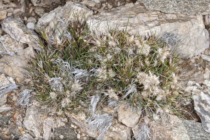 Low Woollygrass photo 2
