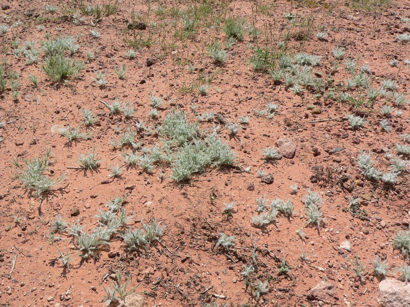 Low Woollygrass photo 3