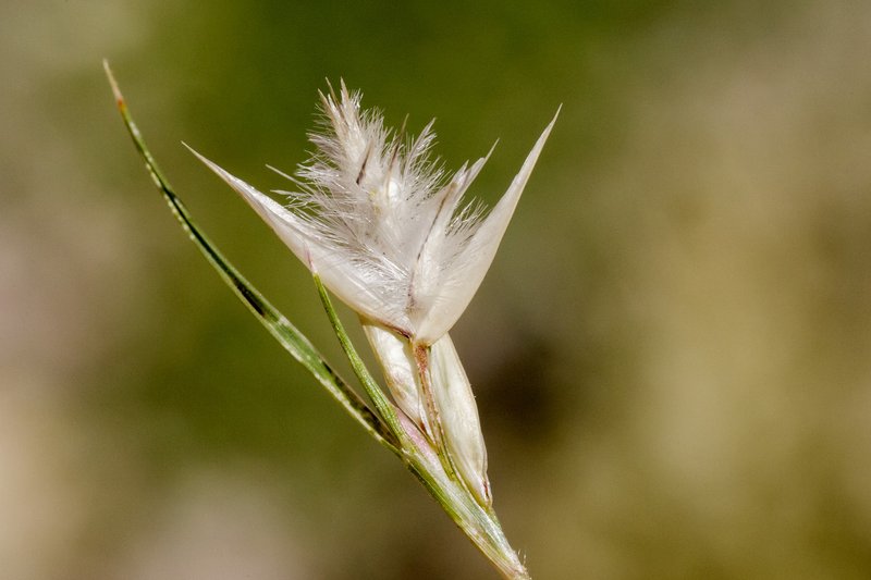 Low Woollygrass photo 5