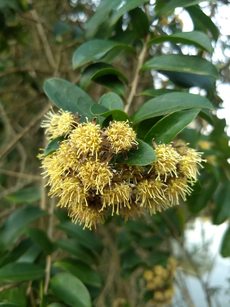 Dasyphyllum brasiliense var. brasiliense