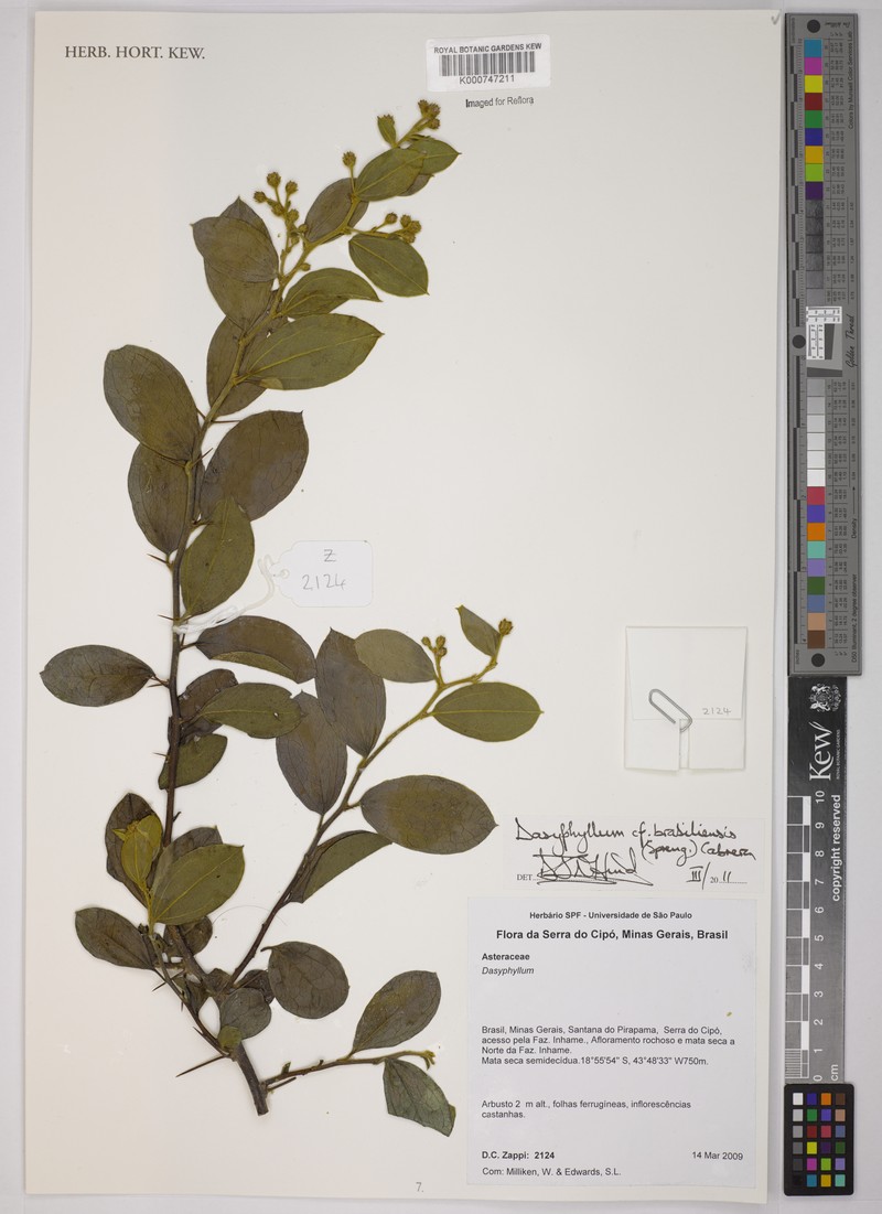 Dasyphyllum brasiliense var. brasiliense photo 2