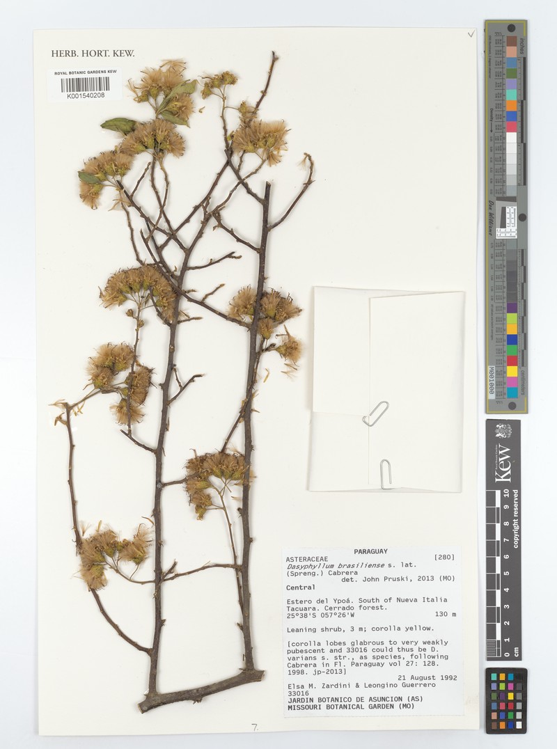 Dasyphyllum brasiliense var. brasiliense photo 3