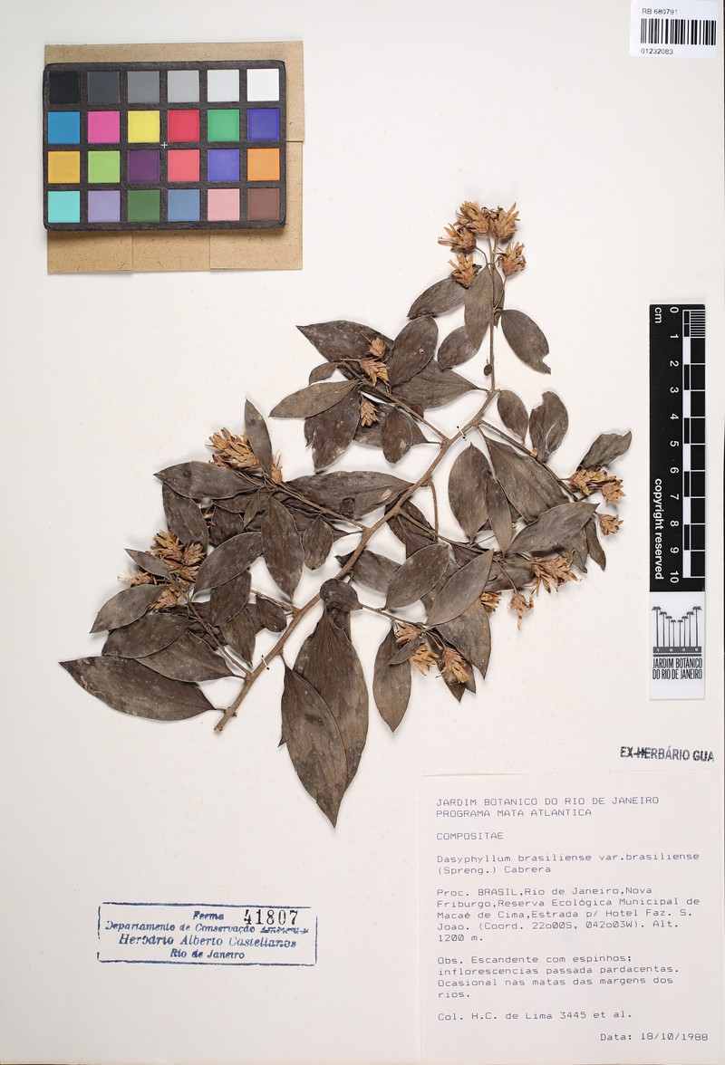 Dasyphyllum brasiliense var. brasiliense photo 4