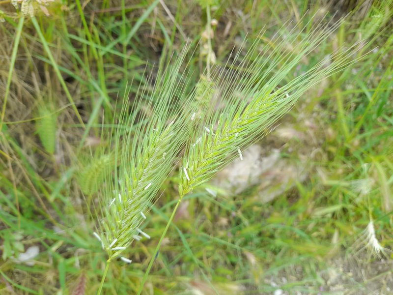 Mosquitograss photo 2