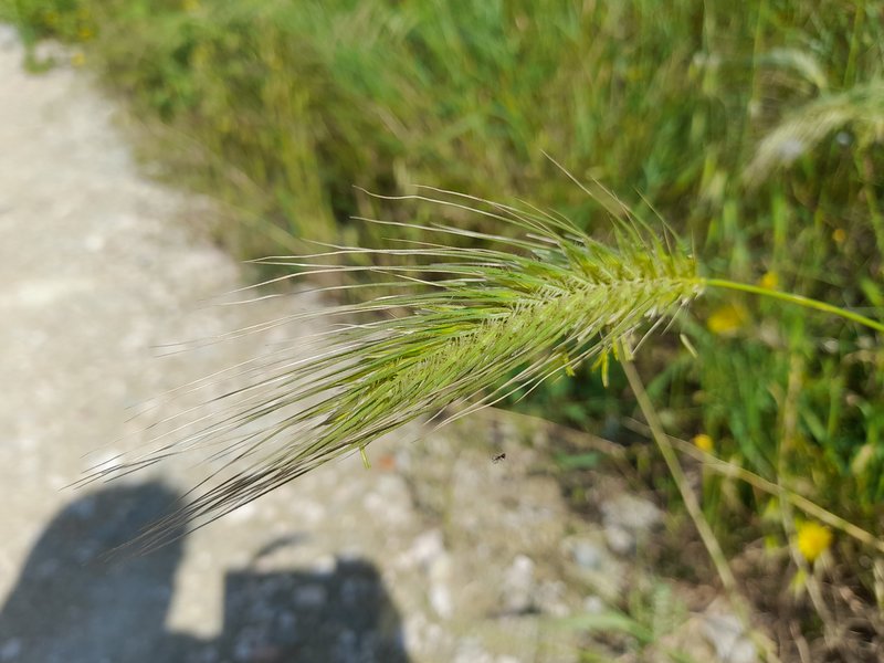 Mosquitograss photo 3