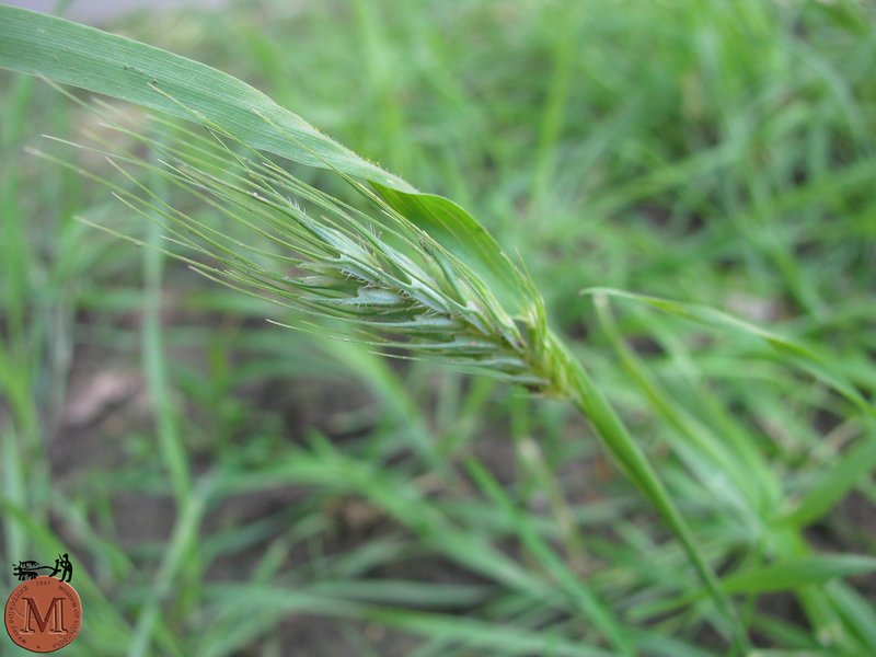 Mosquitograss photo 4