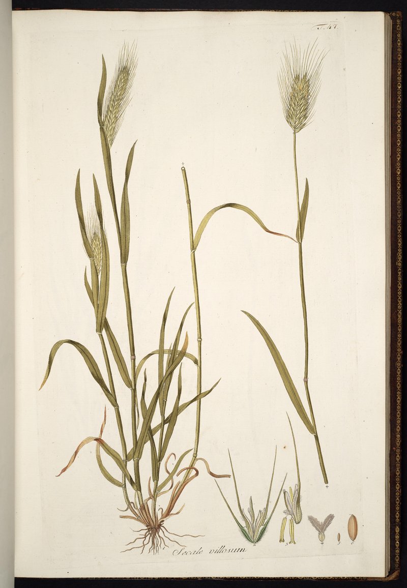 Mosquitograss photo 5