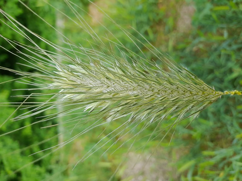 Mosquitograss photo 6