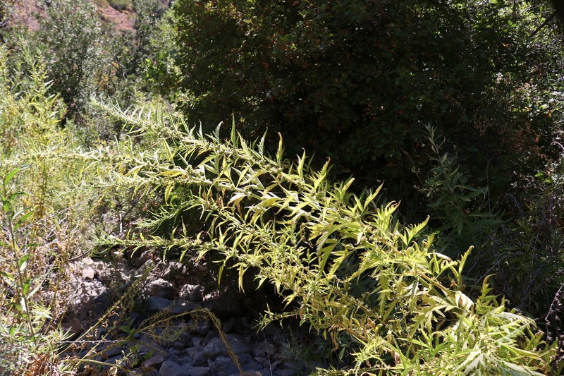 Durango Root