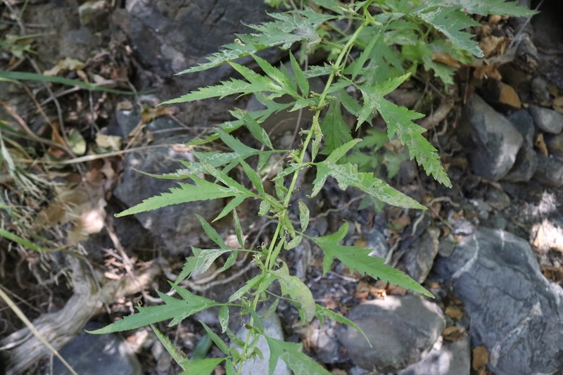 Durango Root photo 2
