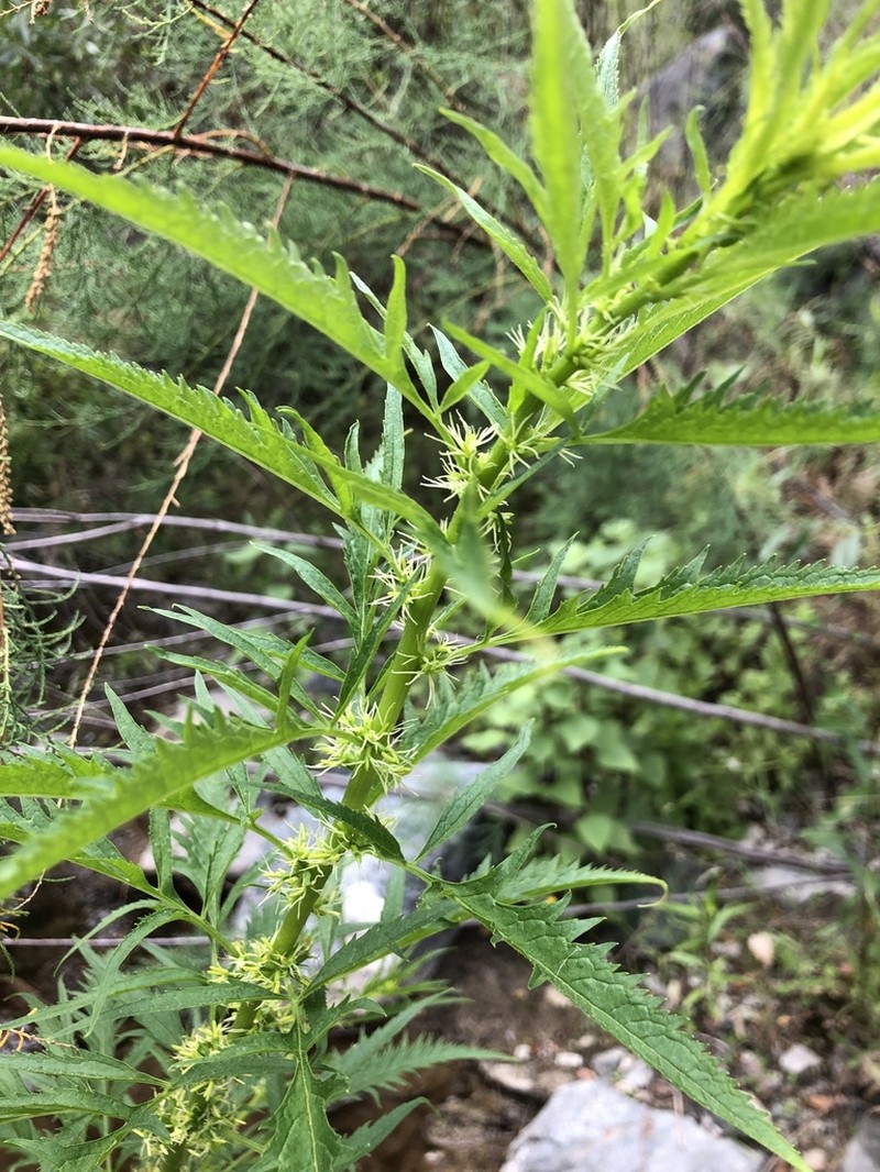 Durango Root photo 4