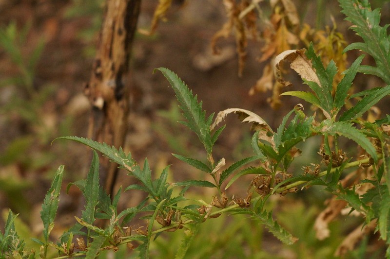 Durango Root photo 5