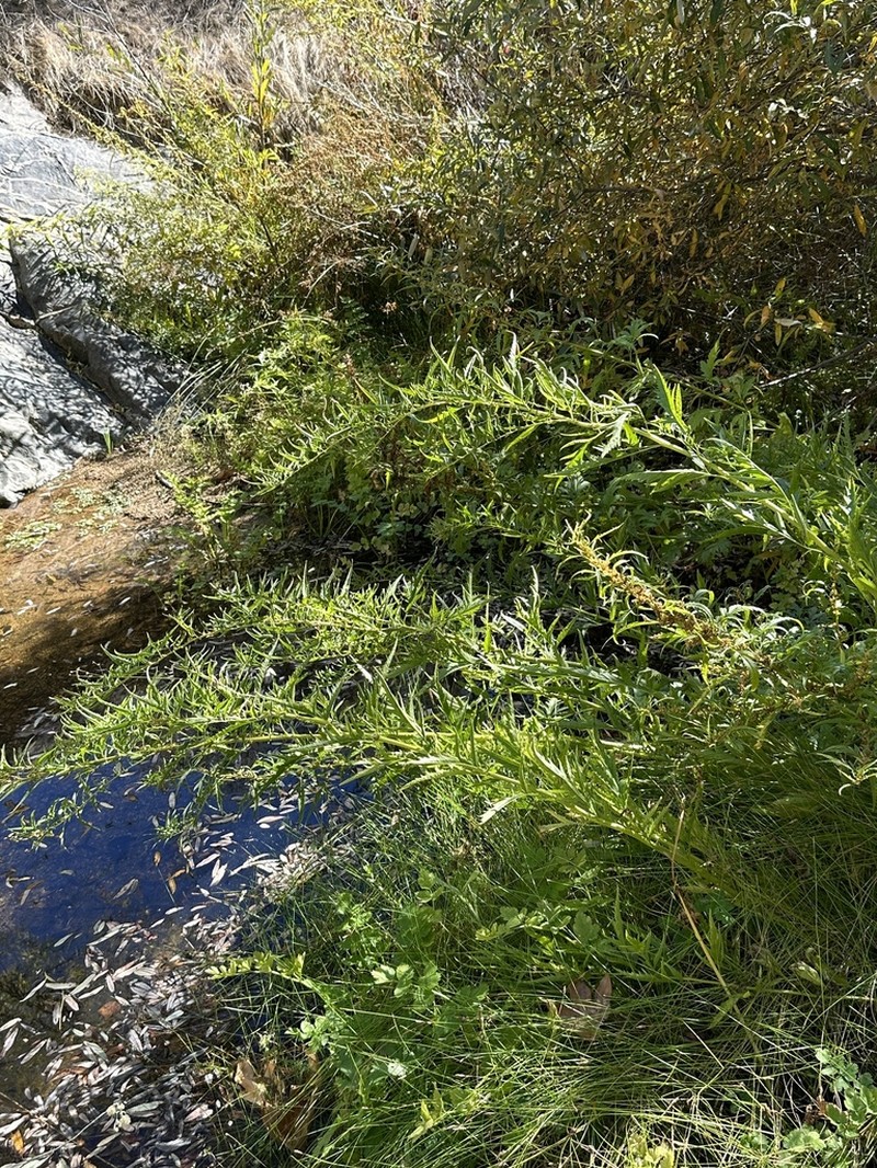 Durango Root photo 6