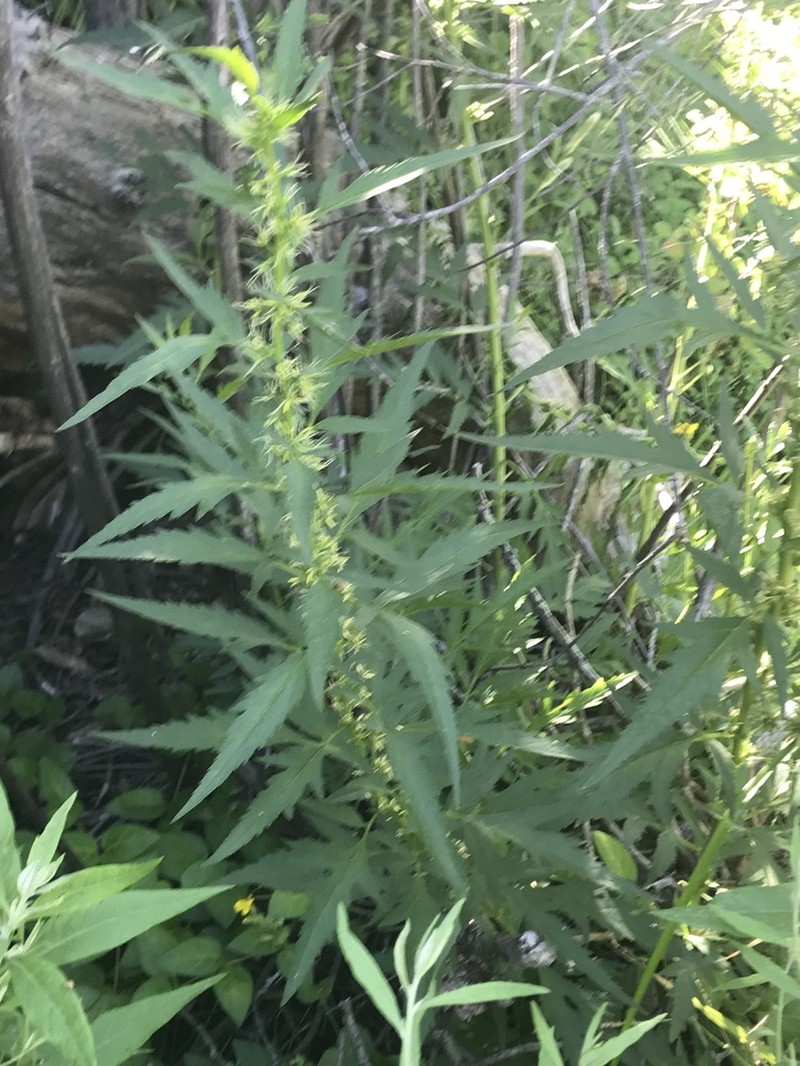 Durango Root photo 8
