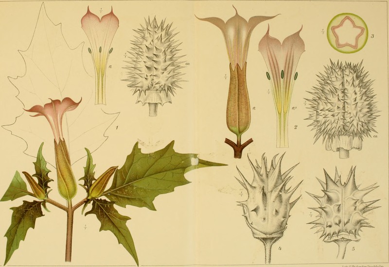 Latin Thorn-Apple photo 2