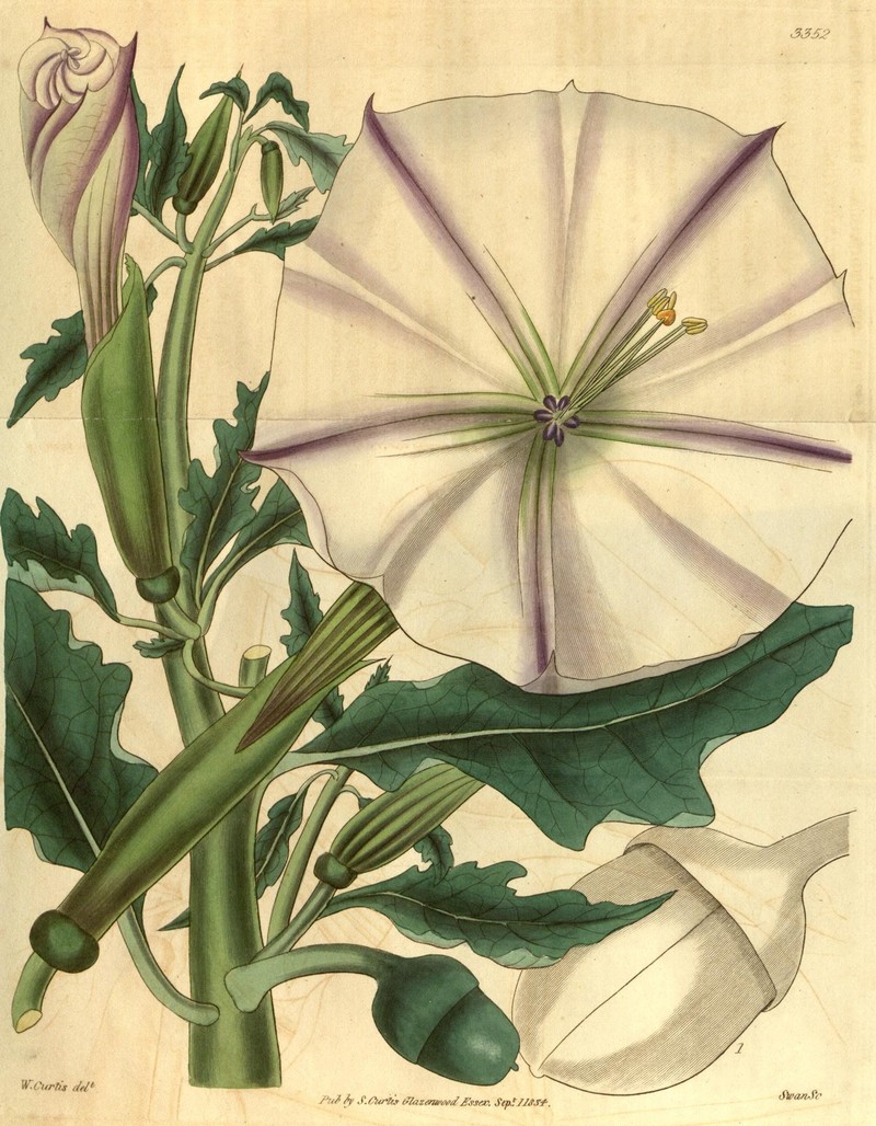 Latin Thorn-Apple photo 3